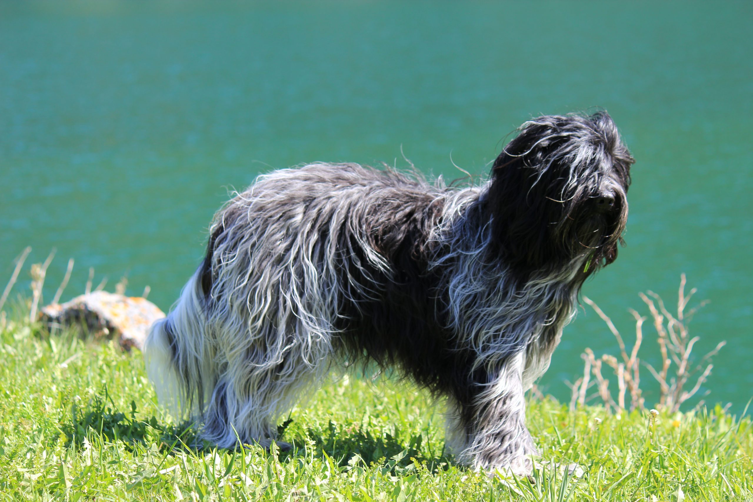 Hundefriseur Bodensee