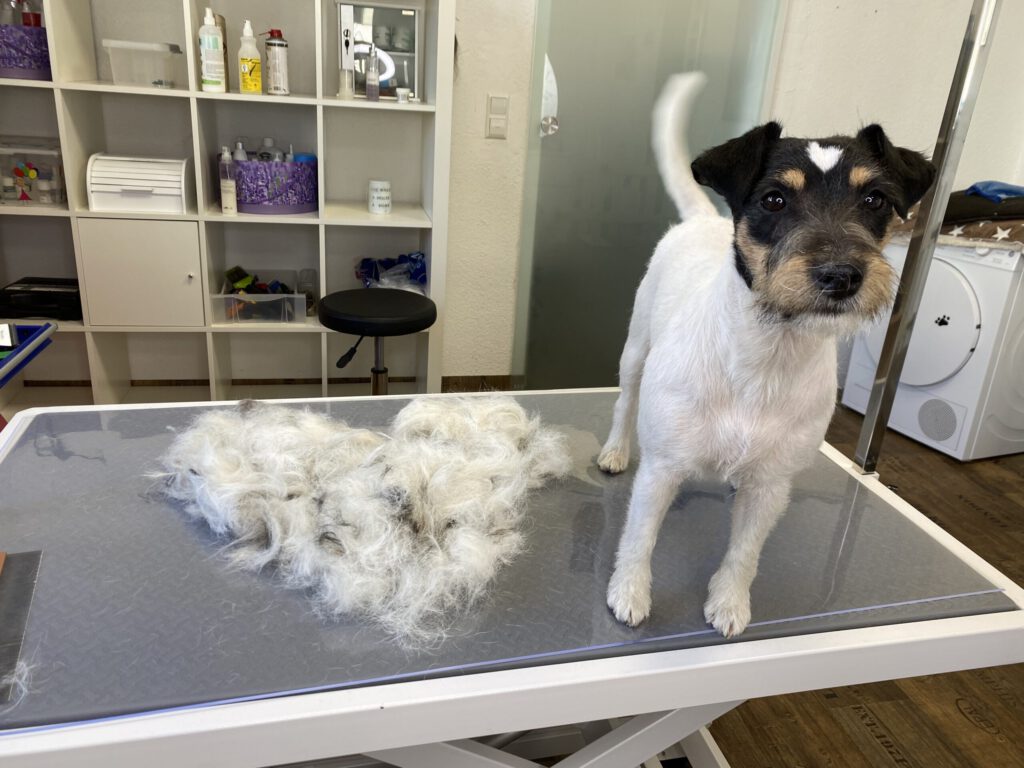 Trimmen Hundefriseur Bodensee