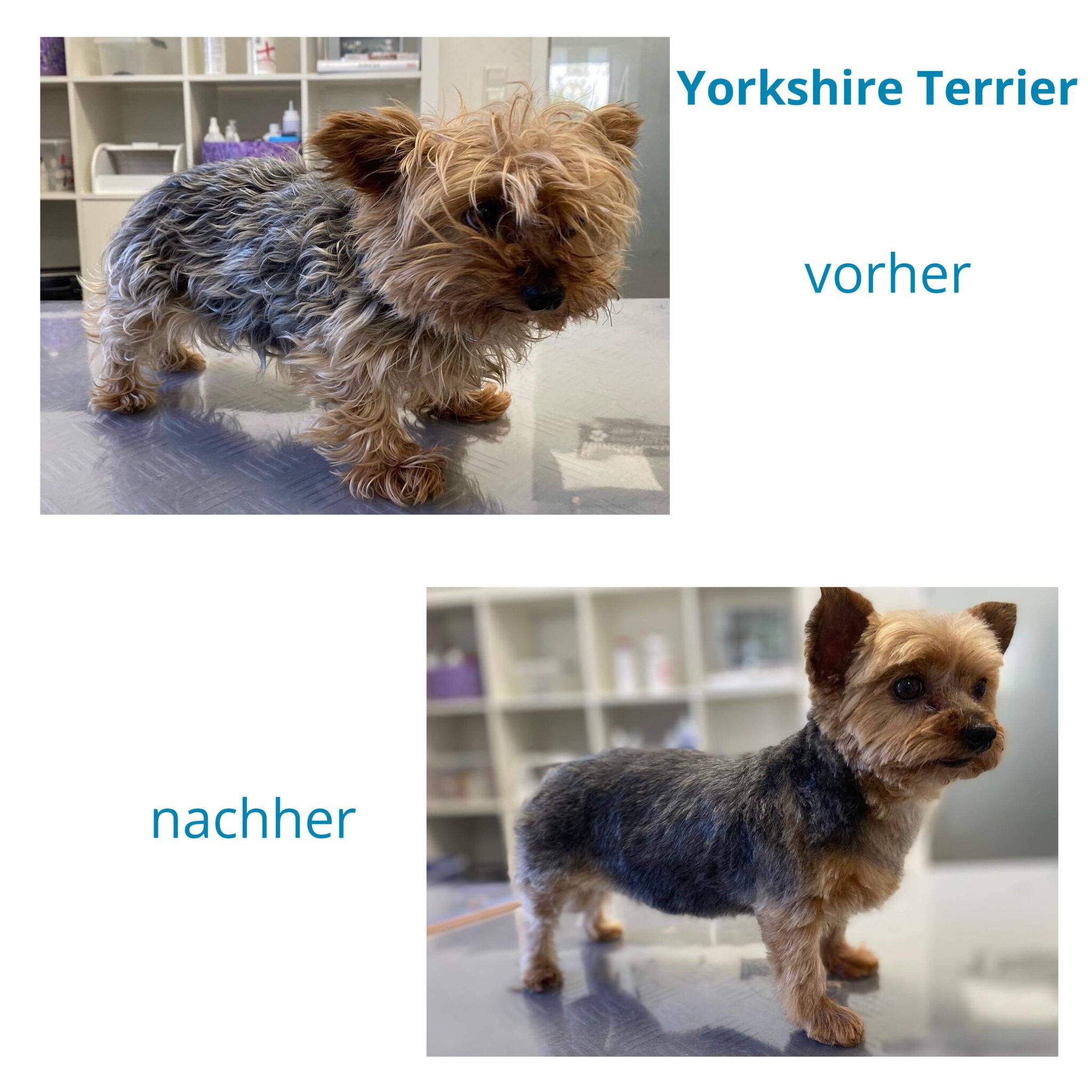 Hundefriseur Im Umkreis Von 30 Km Yorkshire Terrier – Hundefriseur Bodensee